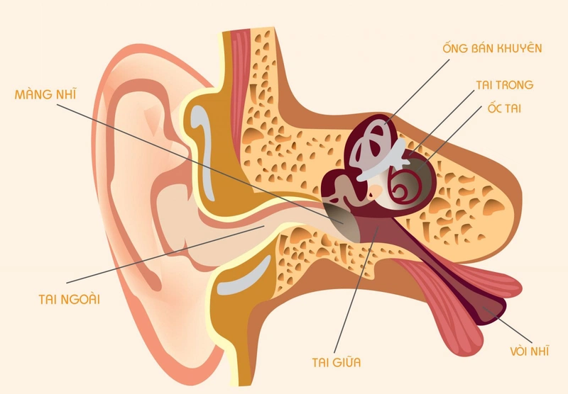 Đau vô tai Khi nhai là tín hiệu của bệnh dịch gì? Đây đem cần bệnh dịch nguy khốn hiểm? 1