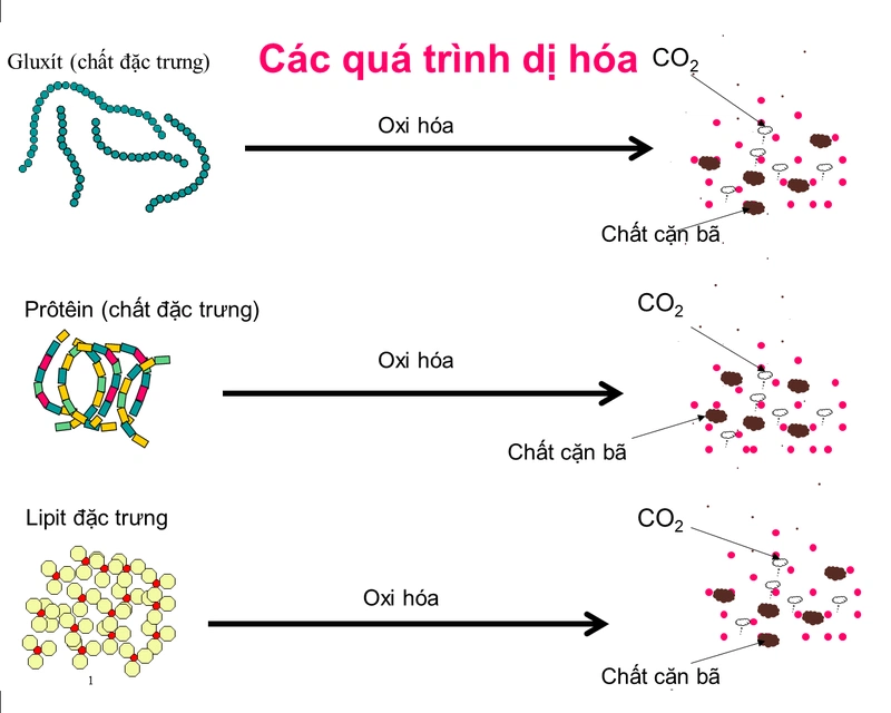 Hormone Liên Quan Đến Đồng Hóa và Dị Hóa