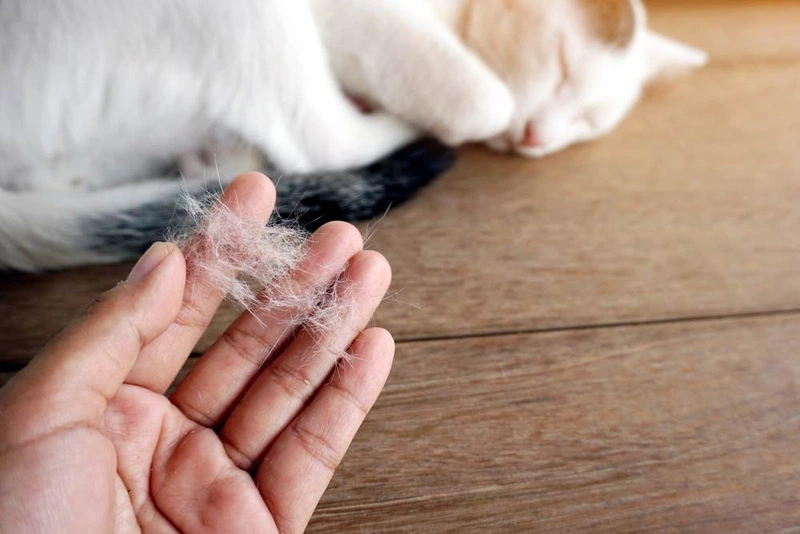 Dị ứng lông mèo những muốn nuôi mèo phải làm sao? 1