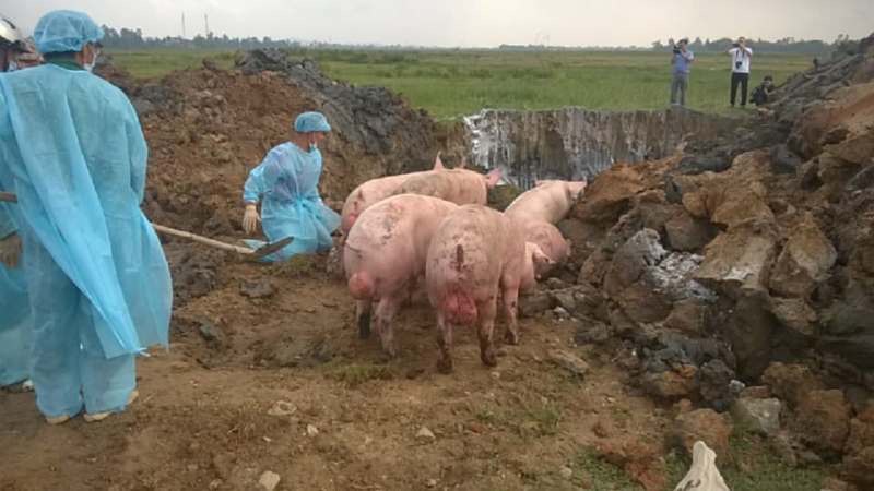 Dịch tả lợn châu phi là gì mà sức tàn phá khủng khiếp đến vậy 1