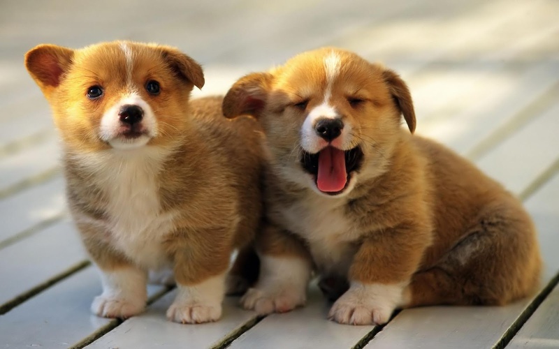 Điều gì khiến cho trẻ tăng nguy cơ mắc bệnh hen suyễn