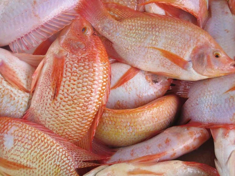 Mẹ bầu ăn cá diêu hồng được không? Những lưu ý cho mẹ bầu khi ăn cá diêu hồng 1