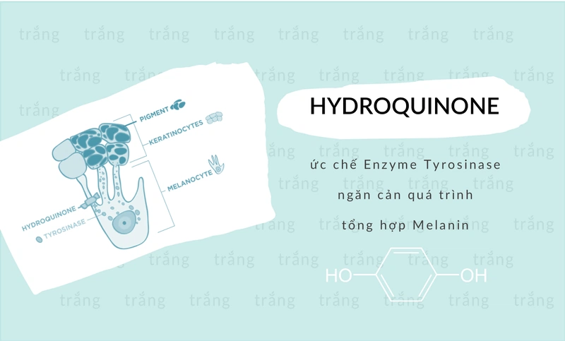 Đồi mồi – có phải là dấu hiệu của bệnh ung thư da?3