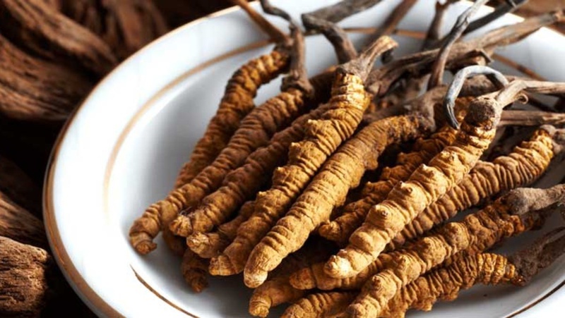 Những thông tin về đông trùng hạ thảo mà bạn nên biết 3
