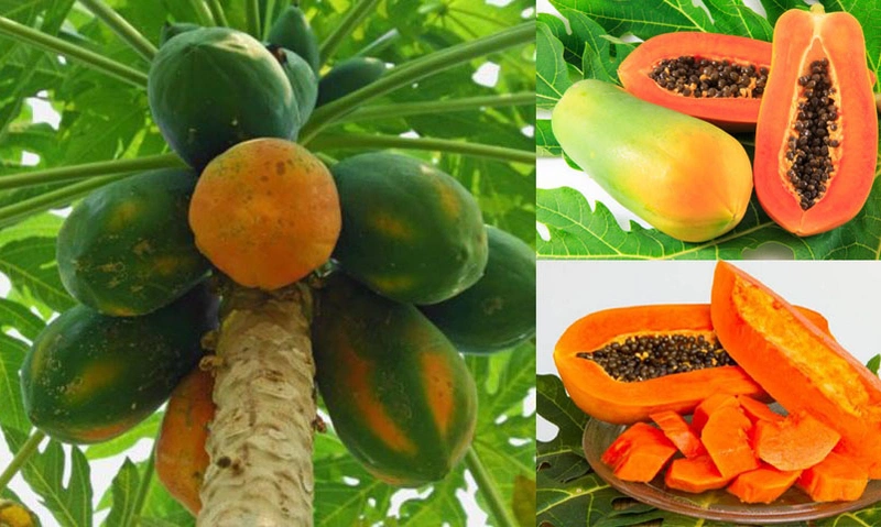 Ăn đu đủ lúc đói có được không? Ăn như thế nào cho đúng? 1