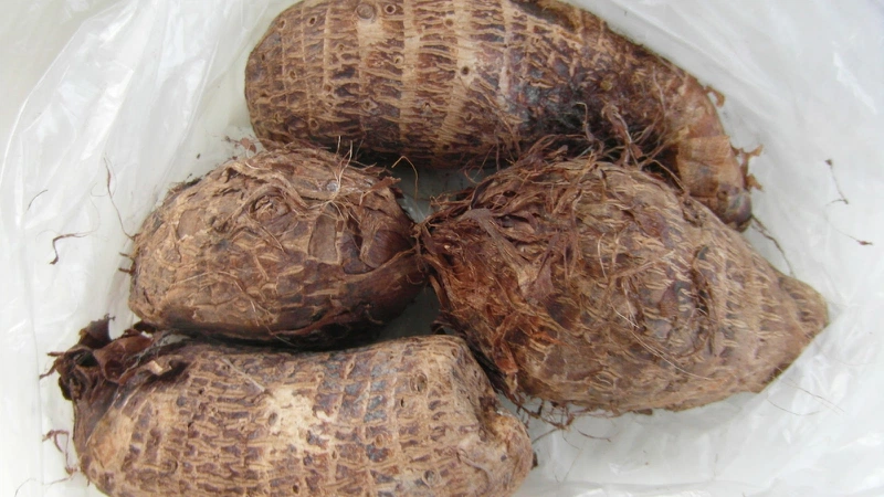 Sau sinh ăn khoai sọ được không? Lợi ích sức khỏe khoai sọ mang đến cho mẹ sau sinh