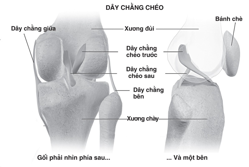 Đầu gối được cấu tạo bởi các xương, dây chằng, sụn chêm và gân