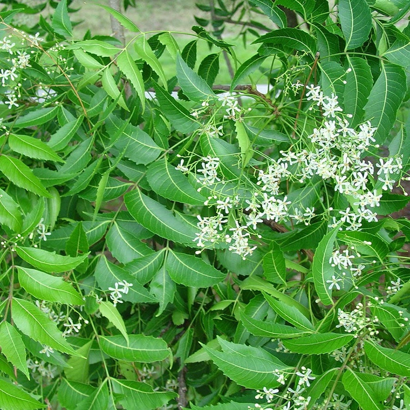 Dịch chiết được lấy từ lá cây neem có trong gel su bạc giúp kháng khuẩn và điều trị các bệnh viêm da