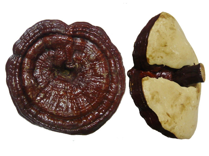 Nấm linh chi giá bao nhiêu? 1