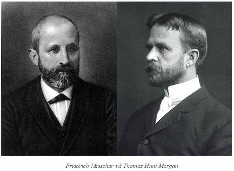 Friedrich Miescher và Thomas Hunt Morgan