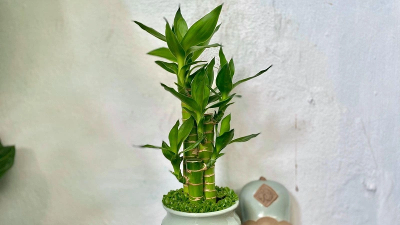 Giải đáp: Cây phát tài có độc không? 1