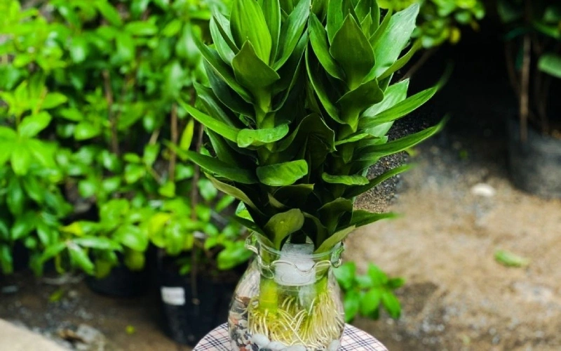 Giải đáp: Cây phát tài có độc không? 3