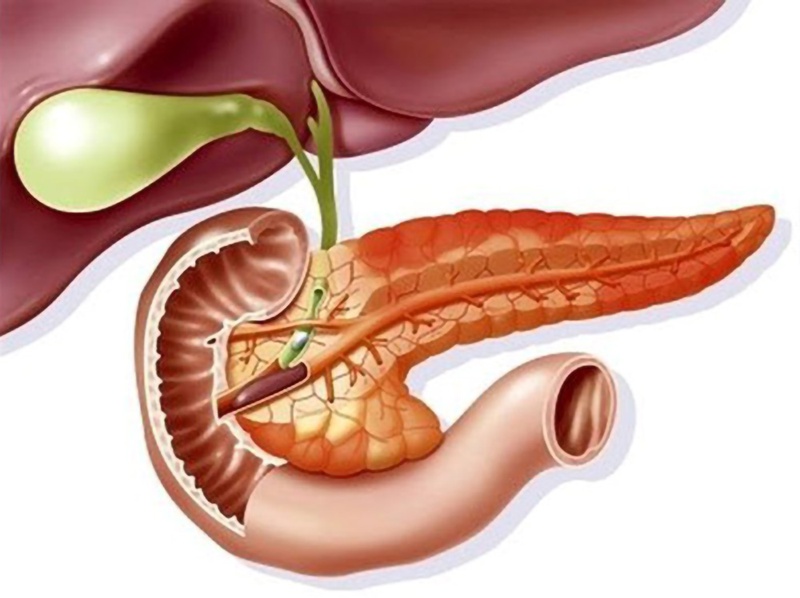 Sán lá gan lớn có kích thước lớn hơn rất nhiều so với sán lá gan nhỏ