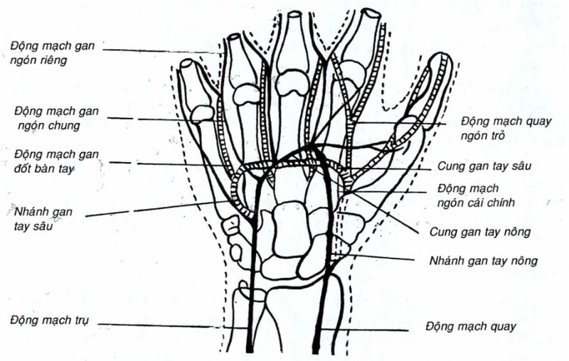 Giải phẫu bàn tay và chức năng của chức năng của từng bộ phận 2