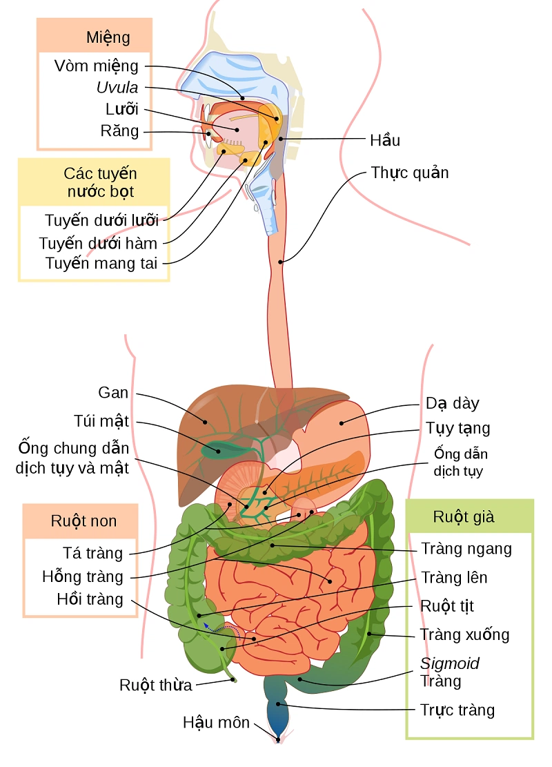 Giải phẫu hệ tiêu hóa: Các bộ phận và chức năng 2