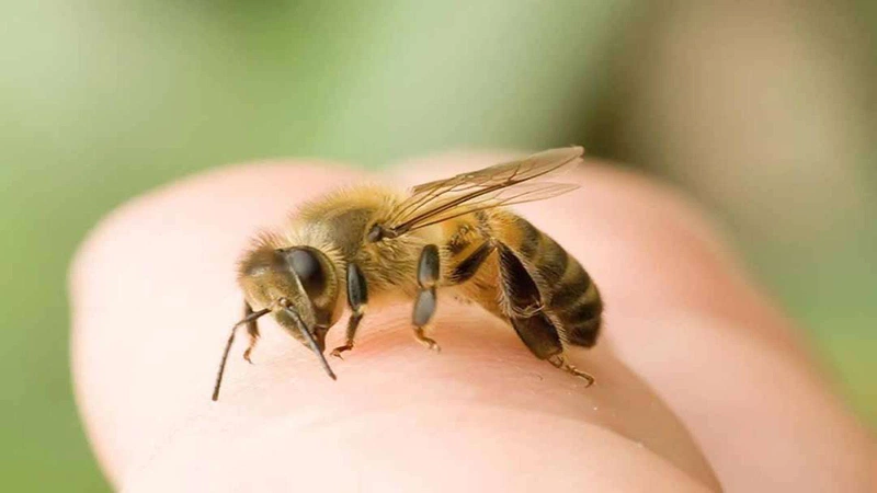 Gợi ý những cách làm hết sưng khi bị ong đốt 1