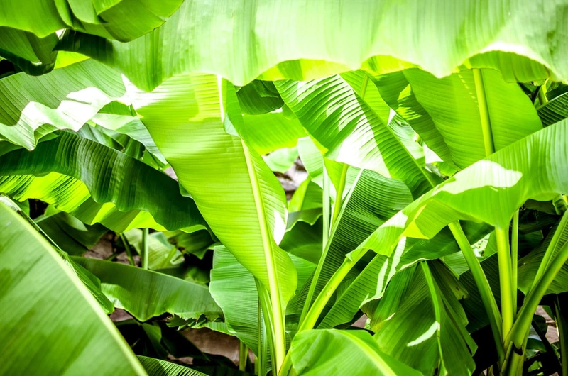 Gọt khoai sọ bị ngứa phải làm sao - Mẹo hay bếp núc! 2