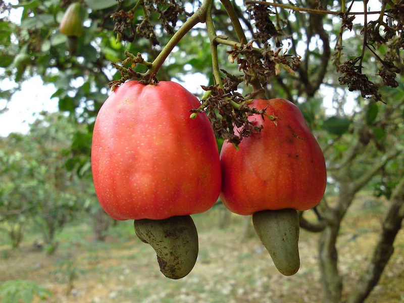 hạt điều rang muối 1