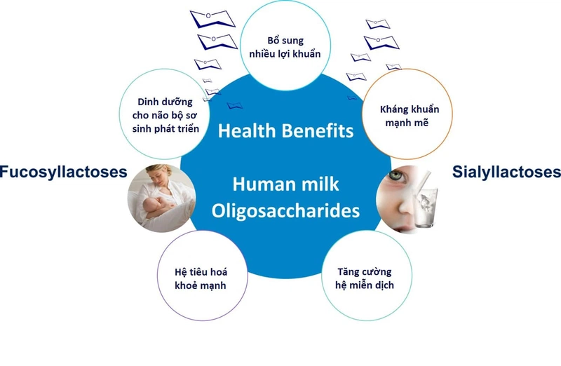 HMO là gì? HMO là thành phần rắn lớn thứ ba trong sữa mẹ