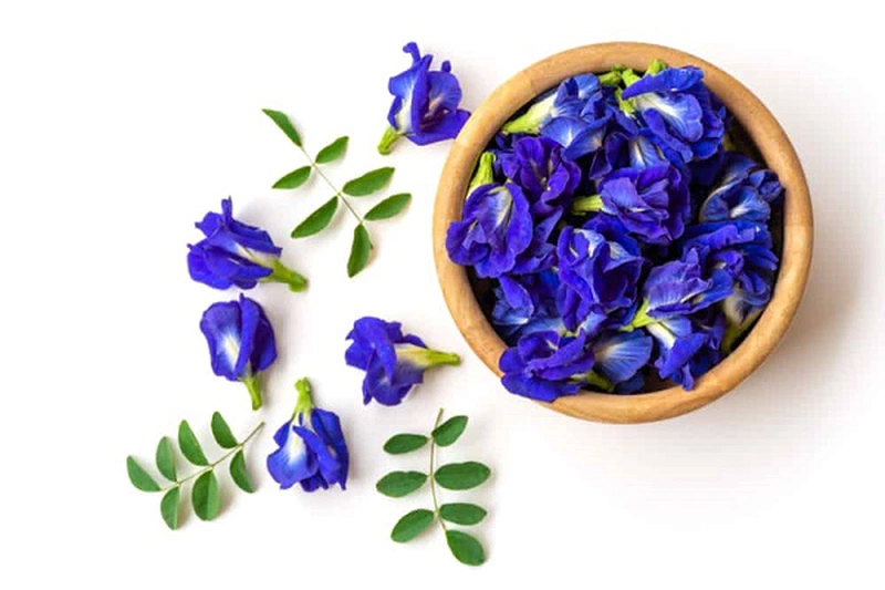 Tác hại của hoa đậu biếc