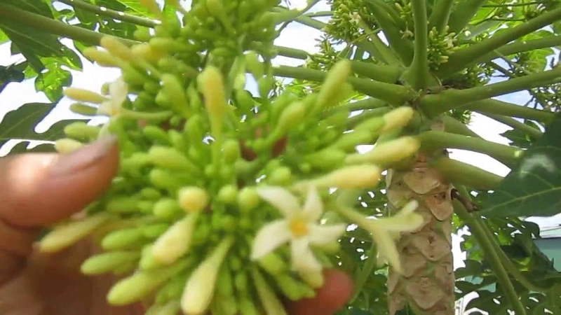 Hoa đu đủ đực chữa sỏi thận tốt không? 2