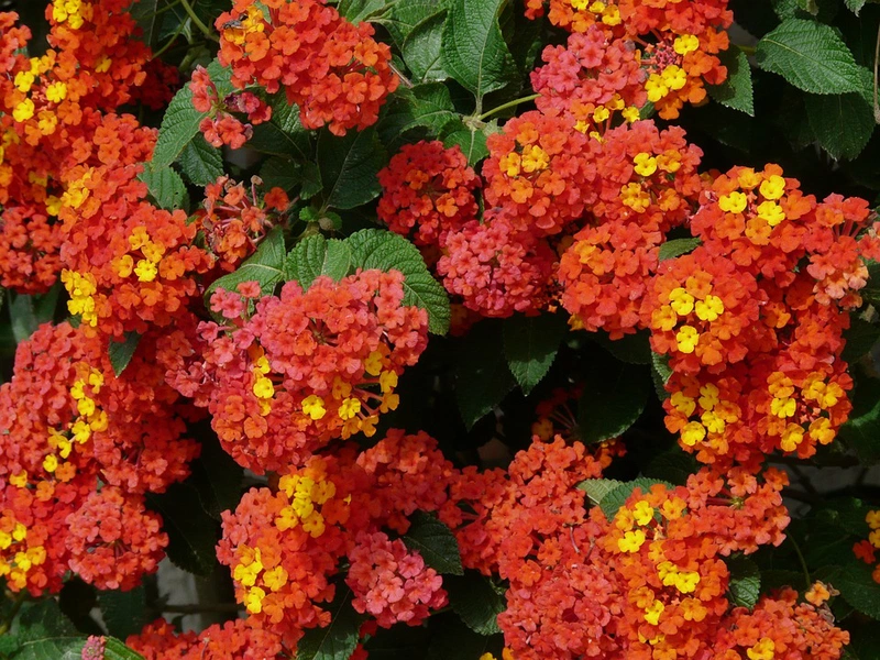 Hoa ngũ sắc chữa viêm xoang hiệu quả đến không ngờ 3