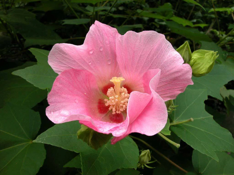 hoa phù dung 1