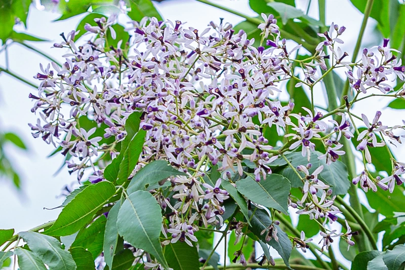 Hoa sầu đâu