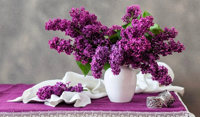 Hoa tử đinh hương: Công dụng và ý nghĩa của loài hoa xinh đẹp 3