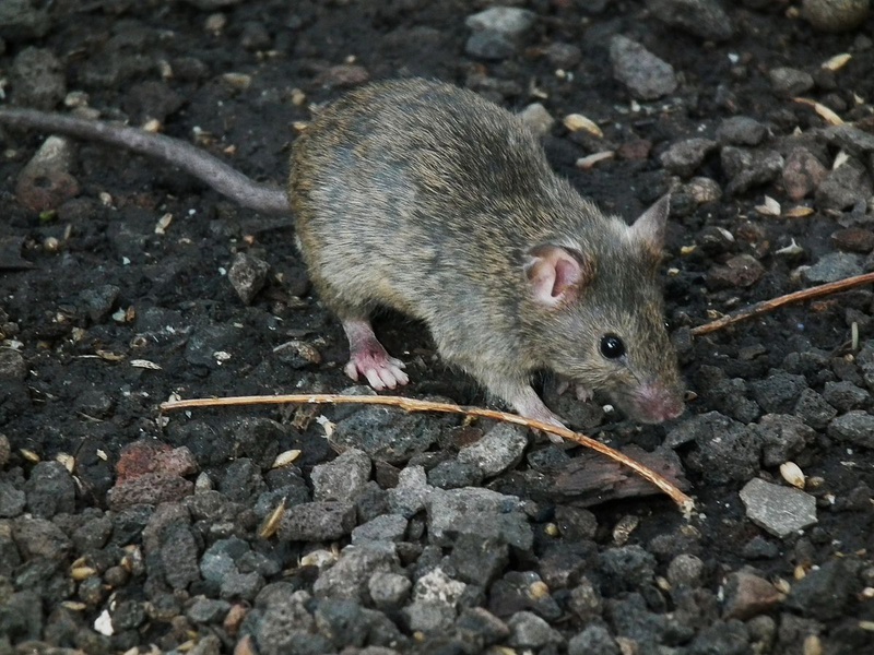 Hội chứng sợ chuột và những cách khắc phục 1
