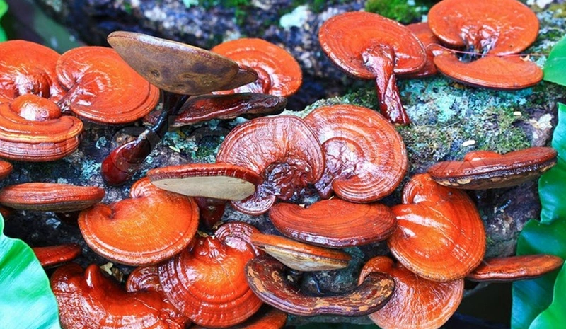 Hướng dẫn bạn cách sử dụng bột nấm linh chi đắp mặt cho làn da luôn tươi trẻ 2