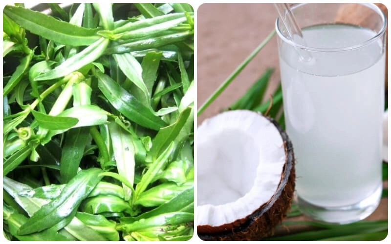 Kết hợp nước rau ngổ pha cùng nước dừa
