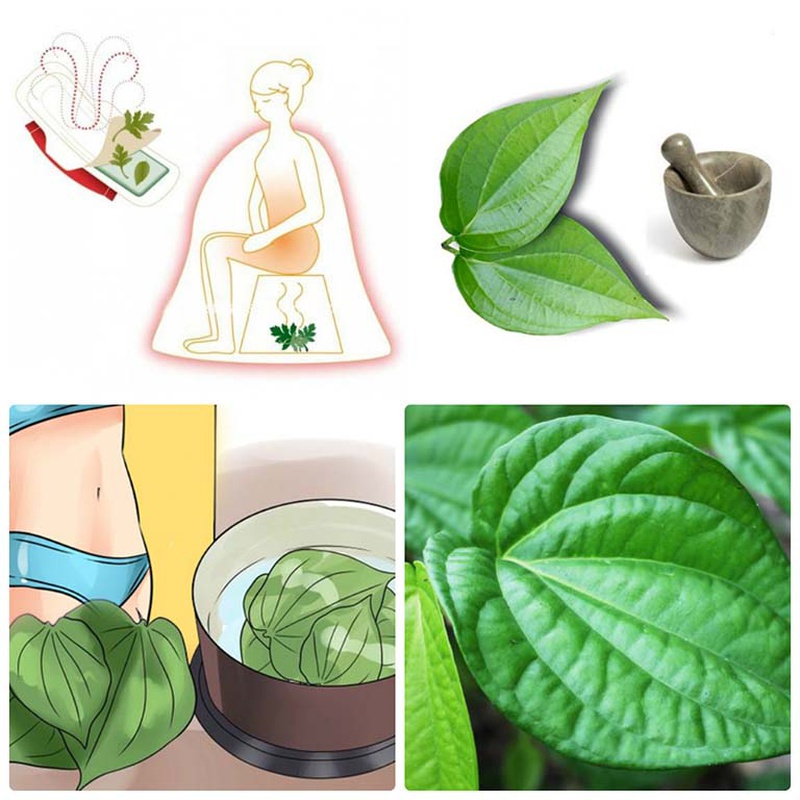 Ngoài tẩy lông lá trầu không còn hỗ trợ điều trị các bệnh lý phụ khoa ở nữ giới