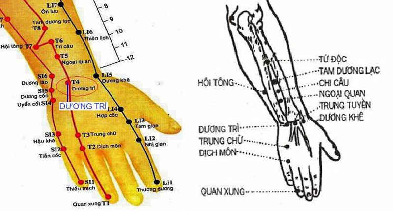 Huyệt Dương Trì nằm ở đâu và cách châm cứu bấm huyệt sao cho đúng?1