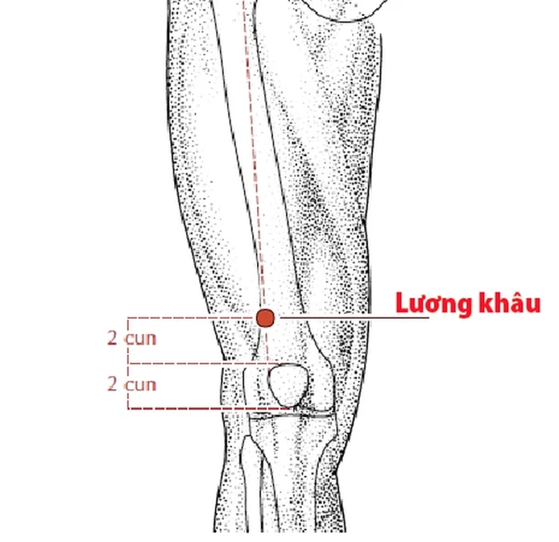 Huyệt Lương Khâu nằm ở đâu? Có công dụng gì? 1