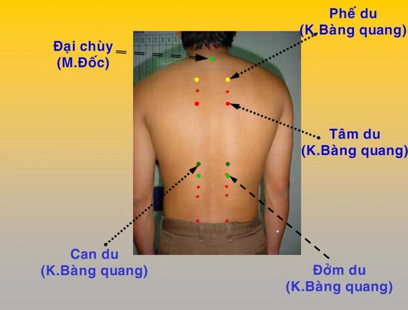 Huyệt tâm du là huyệt vị thứ 15 của Kinh Bàng Quang