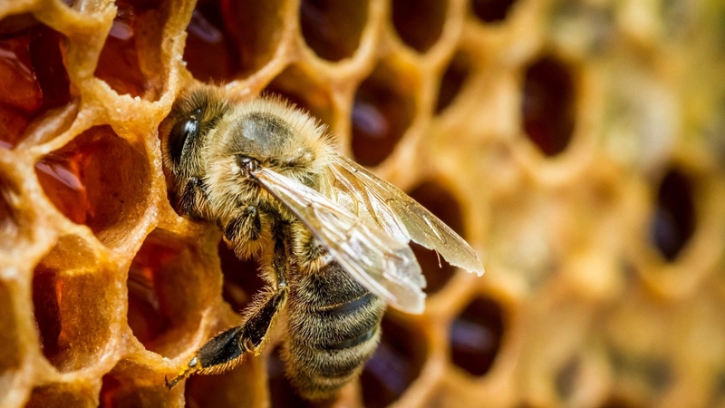 Keo ong - thần dược chữa viêm họng hiệu quả 2