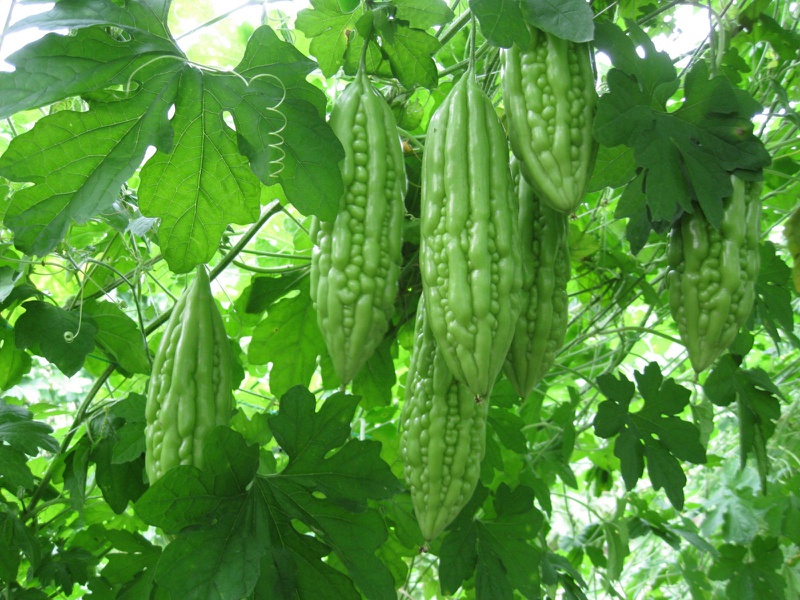 Cơ sở khoa học của khổ qua hạ đường huyết bạn nên biết 1