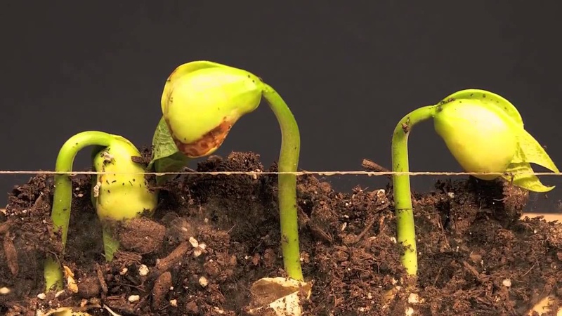 Khoai sọ mọc mầm có ăn được không - Chị em nên biết! 2