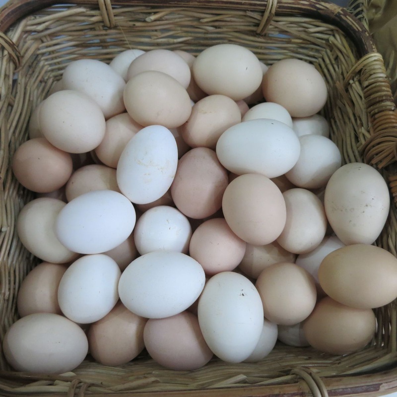 Lá cẩm chữa gai cột sống có tốt không? 3