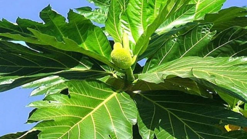 Giải đáp thắc mắc lá sa kê có tác dụng gì 2