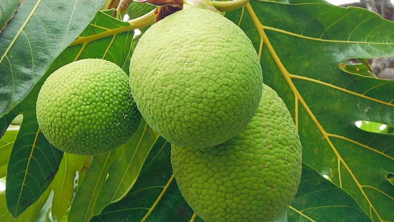 Giải đáp thắc mắc lá sa kê có tác dụng gì 3