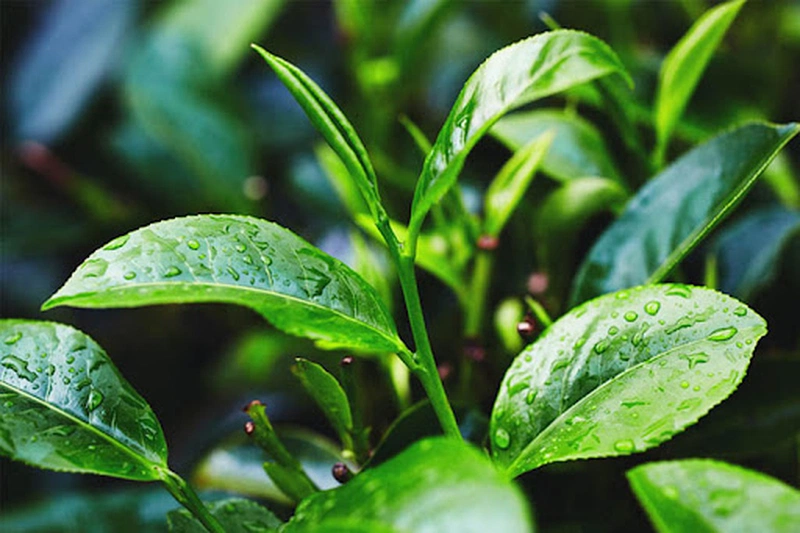 Dùng nước lá trà xanh trị mẩn ngứa