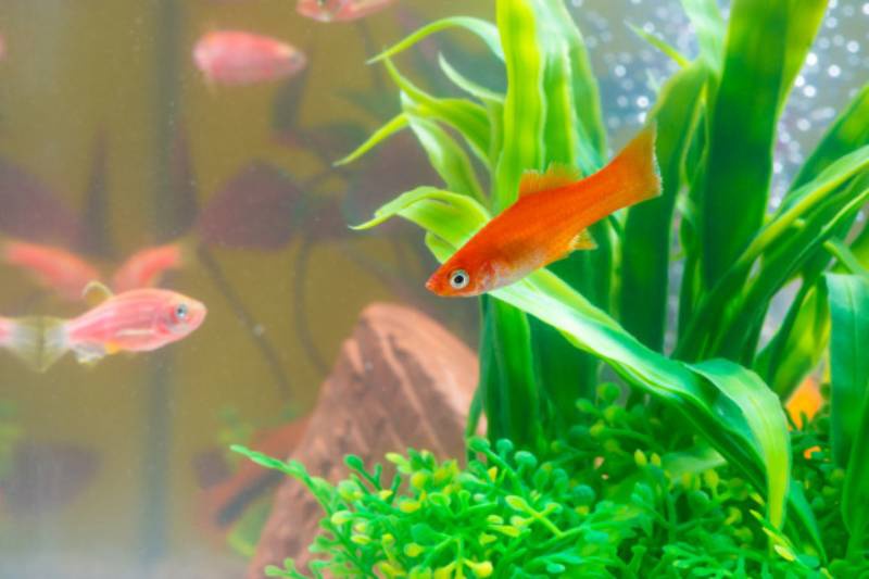 Làm gì để phòng tránh trẻ sơ sinh bị muỗi đốt 2