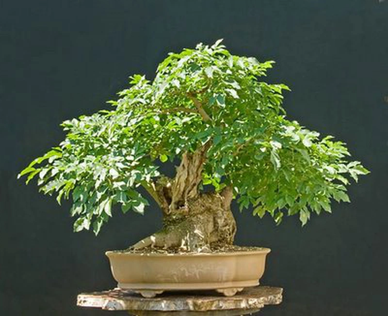 Làm sao để chữa bướu cổ bằng cây thuốc nam nhanh và dễ dàng? 2