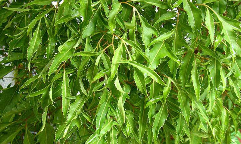 Làn da đẹp tự nhiên nhờ xông mặt bằng lá đinh lăng 1