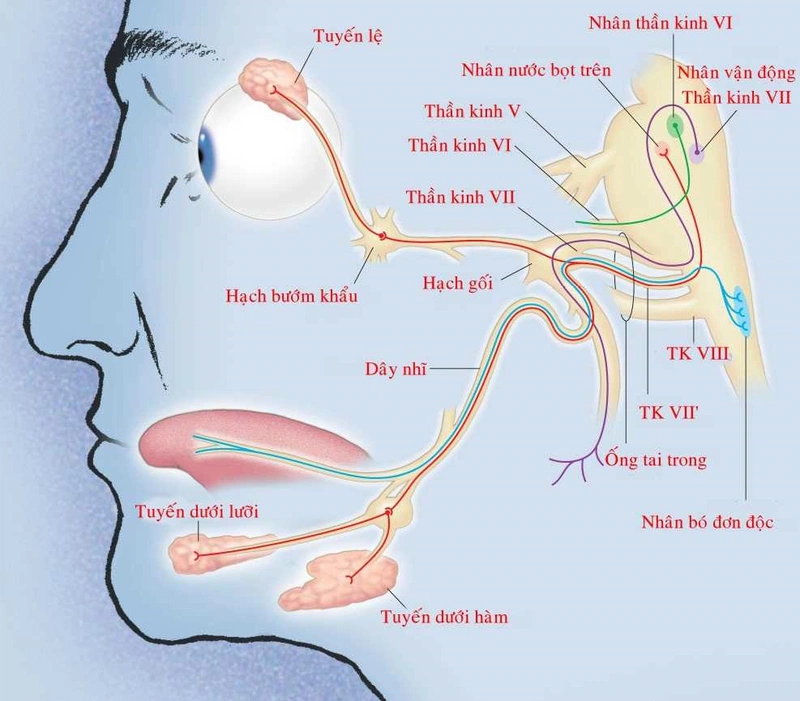 Nguyên nhân gây liệt dây thần kinh số 7