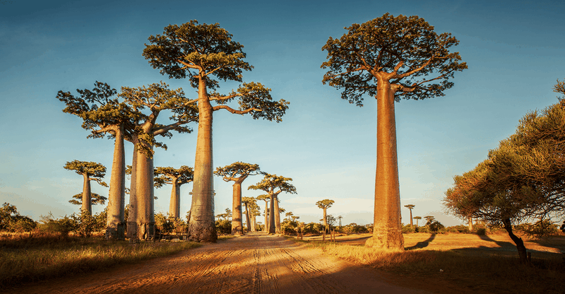 Những lợi ích của baobab không phải ai cũng biết 1