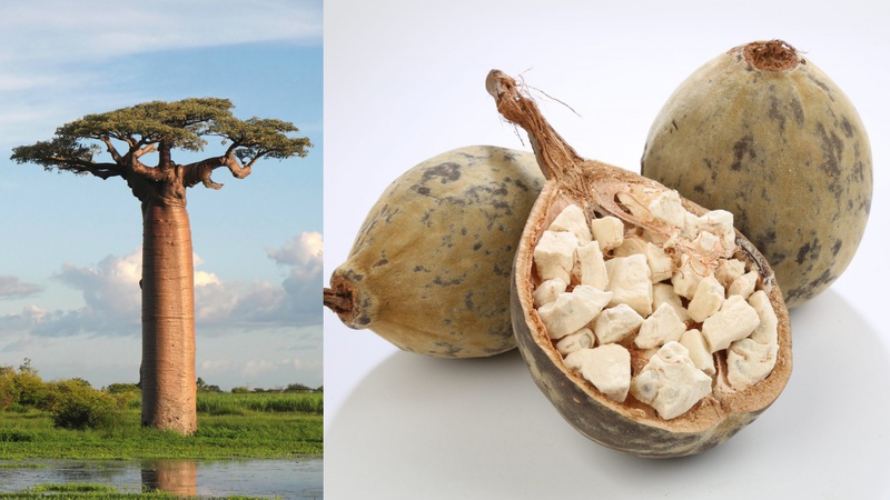 Những lợi ích của baobab không phải ai cũng biết 2