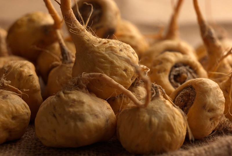 Những lợi ích của củ Maca Peru đối với sức khỏe của cả nam và nữ giới 1